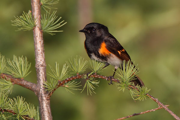 American Redstart © Russ Chantler